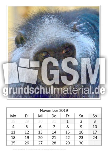 November_Bärenstummelaffe.pdf